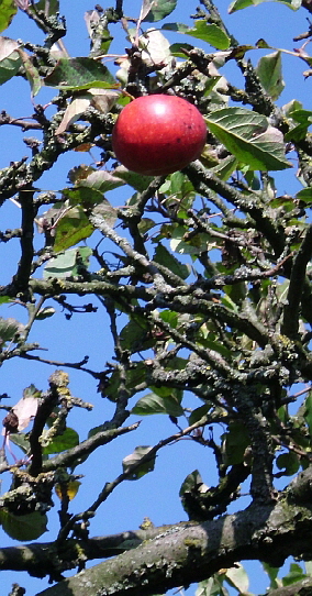 Apfel am Baum_3  nst 284